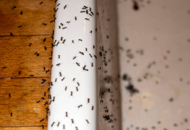 Best Pest Inspection Near Me  in Deephaven, MN